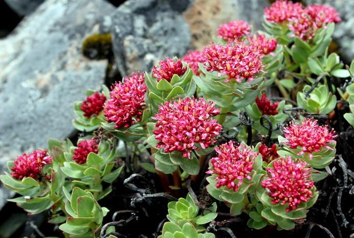 Rhodiola rosea seeds Golden Root Adaptogen seeds